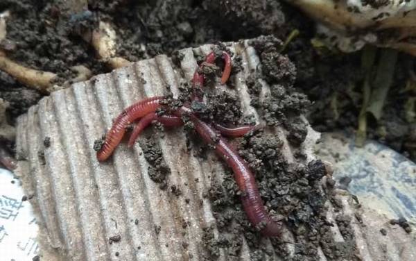 用蚯蚓钓鱼钓浮还是底钓好?建议钓底,钓底更符合鱼的习性!