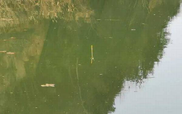 用蚯蚓钓鱼怎样调漂?建议以钓底为主,可调水平钓1目到4目!