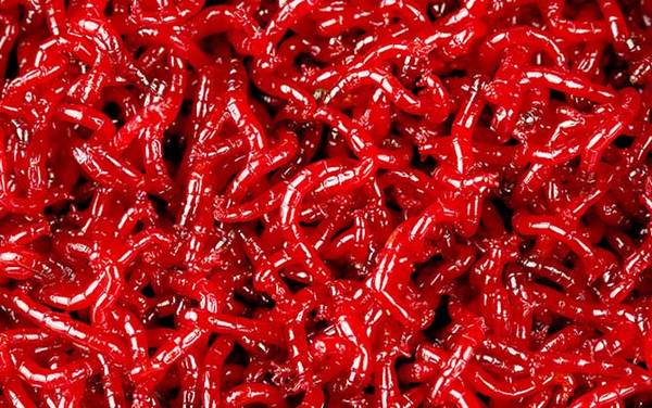 红虫是什么?实际上是摇蚊的幼虫,钓鱼人最常用的虫饵之一!