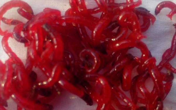 红虫养殖技术,人工养殖红虫并不难,但不好管理且要及时采收!