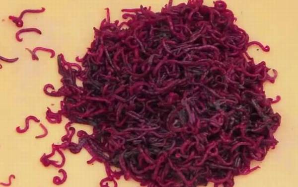 红虫批发价格多少钱一斤?母虫在30元以上,公虫在60元以上!