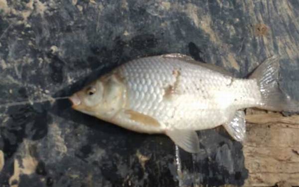 早春钓鲫鱼技巧和方法,掌握这7个关键点,轻松连竿“大板鲫”!