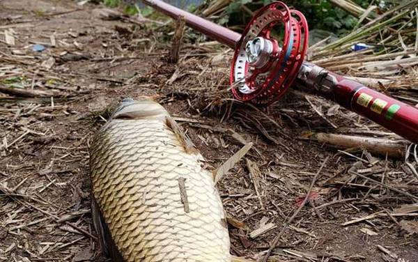 谷麦钓法一般用多长的竿?没有一定,但5.4米和6.3米最实用!