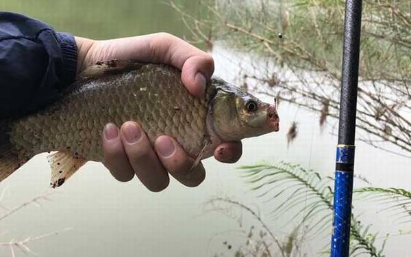 谷麦钓法一般用多长的竿?没有一定,但5.4米和6.3米最实用!