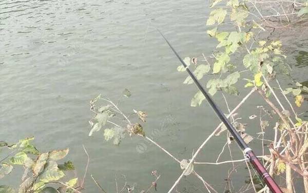 谷麦竿新手入门技巧,两个核心,一是多窝走钓,二是适当逗钓!