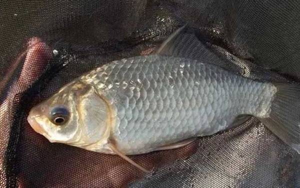 谷麦钓法用什么竿最好?首推谷麦竿,谷麦竿正是源于谷麦钓法!