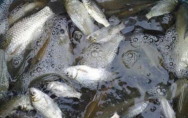 野钓鲫鱼打窝技巧和方法,只需做到这5点,不愁窝子里没有鱼!