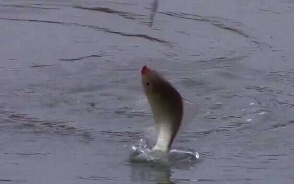 野钓鲫鱼最佳窝料配方,最常用的是酒米,也可以自制鲫鱼窝料!