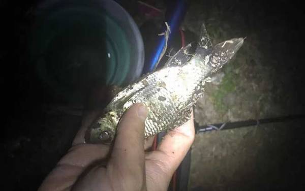 怎么钓鲫鱼容易上钩?找好点、打好窝、用好饵,轻松钓鲫鱼!