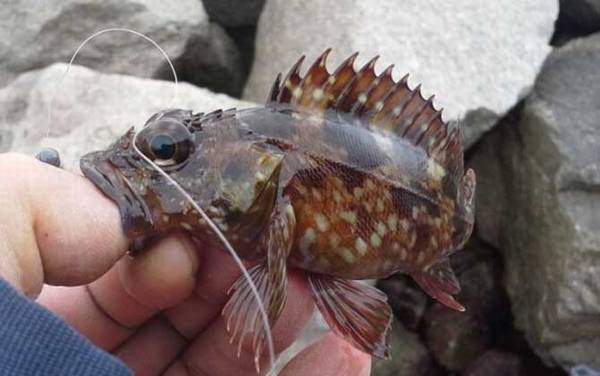 海钓鱼饵用什么最好?一般用自然饵,例如海蜈蚣、虾肉、贝肉等!