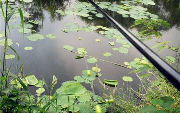 七星漂标准调漂步骤,同样先要重铅找底,然后剪铅皮调灵敏度!