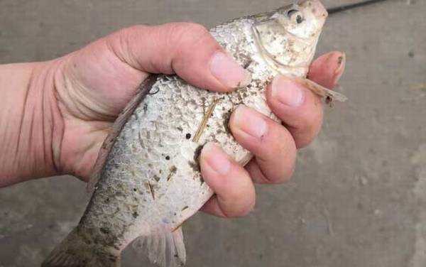 钓鱼怎样看漂提竿最佳?目标鱼种不同,漂相和提竿时机均不同!