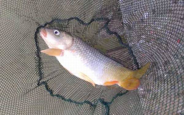 钓鱼怎样看漂提竿最佳?目标鱼种不同,漂相和提竿时机均不同!