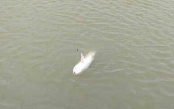 钓鱼怎样看漂提竿最佳?目标鱼种不同,漂相和提竿时机均不同!