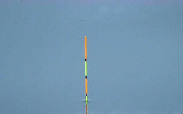 标准下顿口提竿不中鱼,原因非常多,最常见的是“小鱼闹窝”!