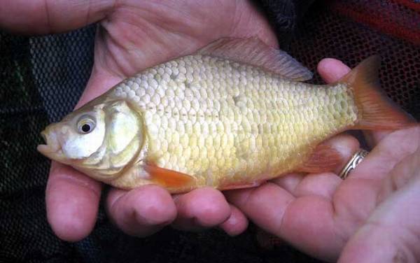 钓鲫鱼用什么线组?没有固定答案,季节不同钓鲫鱼的线组也不同!