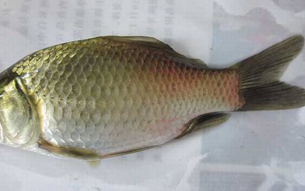 钓鲫鱼用什么线组?没有固定答案,季节不同钓鲫鱼的线组也不同!