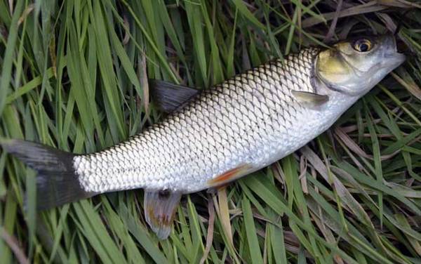 初夏钓鱼有什么技巧?掌握这6个钓鱼技巧,初夏也能大鲫大鲤!