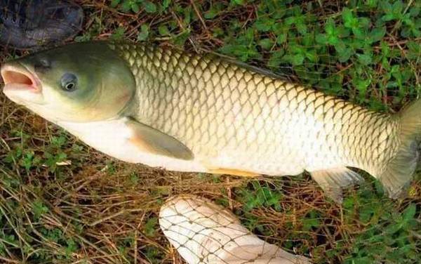 初夏钓鱼有什么技巧?掌握这6个钓鱼技巧,初夏也能大鲫大鲤!