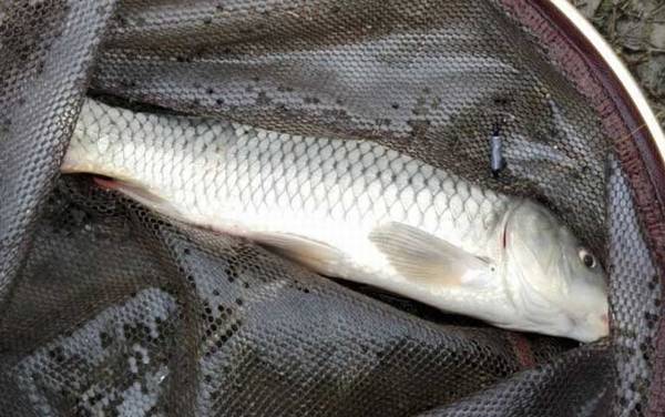 春季钓鱼有什么技巧?掌握这6个钓鱼技巧,春季钓鱼轻松爆护!