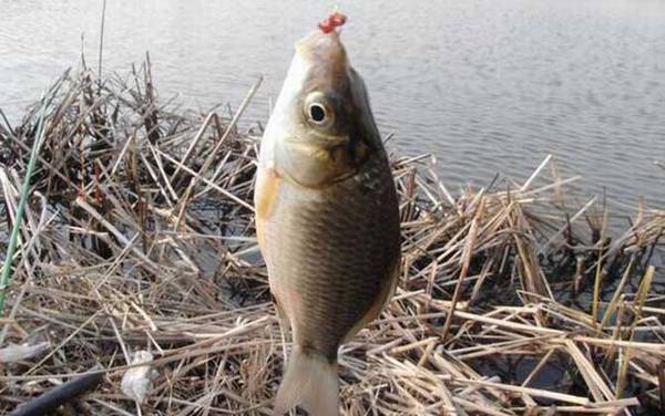 钓鱼高手是怎么炼成的?若能做到这10点,你也能成为钓鱼高手!