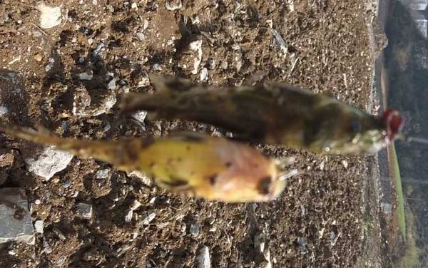 钓鱼用什么鱼钩好?作钓的目标鱼不同,鱼钩的种类和型号也不同!