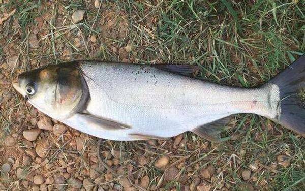 钓鱼用什么鱼钩好?作钓的目标鱼不同,鱼钩的种类和型号也不同!