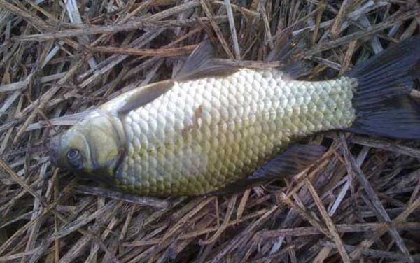 钓鱼时间怎么选择?没有固定答案,季节不同钓鱼最佳时间也不同!