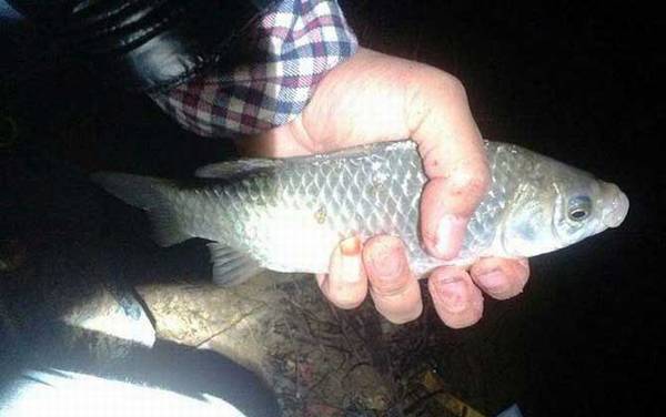 夏季钓鱼有什么技巧?掌握这6个钓鱼技巧,夏季钓鱼也能爆护!