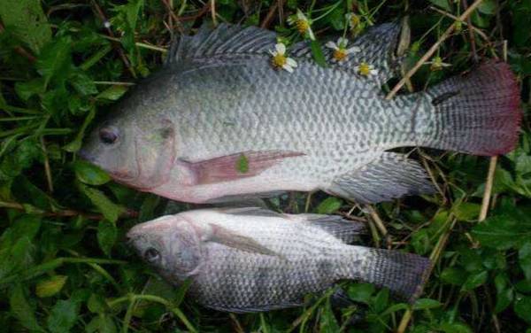 7号袖钩适合钓什么鱼?钓鲫鱼偏大了,适合钓小鲤鱼和小草鱼!