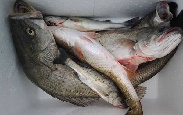 伊豆鱼钩适合钓什么鱼?最适合钓黄颡鱼,小号伊豆也能钓鲫鱼!