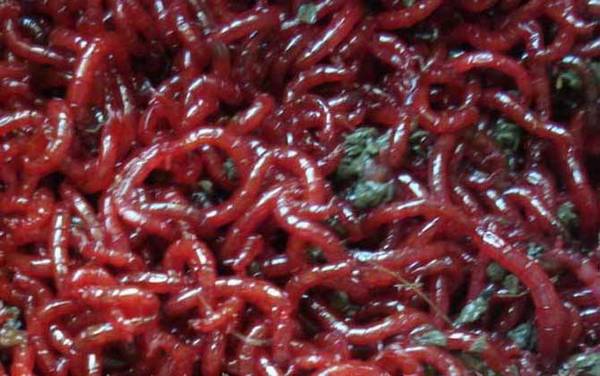 红虫怎么保存不会死?红虫的生命力很强,保存得当能活半个月!