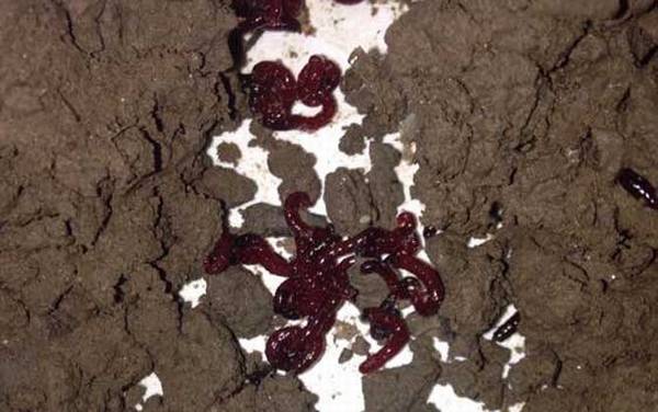 红虫放冰箱有细菌吗?可能有细菌,一般不建议放在冰箱中!