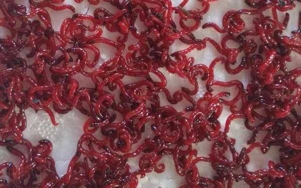 在什么地方能捞到红虫?红虫分布很广泛,各类淡水中均有分布!