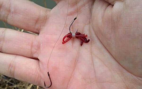 红虫能钓到大鱼吗?取决于钓法,用红虫同样能“大鲫大鲤”!
