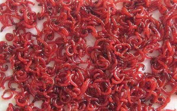 红虫能钓到大鱼吗?取决于钓法,用红虫同样能“大鲫大鲤”!