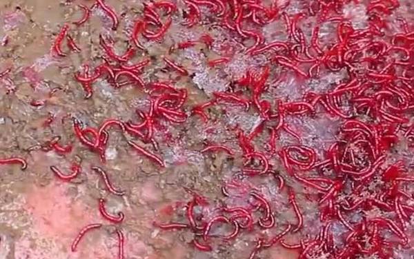 用红虫钓鱼怎么调漂?建议以钓底为主,可调水平钓1到4目!