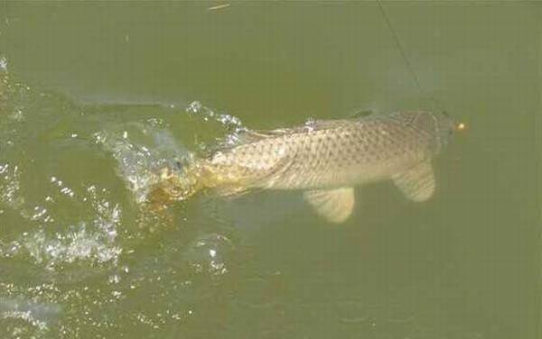 红虫颗粒可以钓什么鱼?广谱性很强,几乎能通杀鲫、鲤、草、鳊!