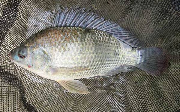 红虫颗粒可以钓什么鱼?广谱性很强,几乎能通杀鲫、鲤、草、鳊!