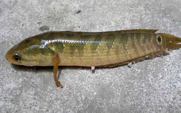 七星鱼(月鳢)_吃什么_多少钱一斤_怎么钓