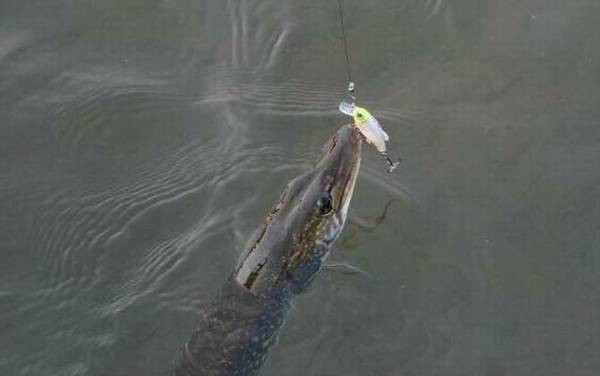 狗鱼_怎么钓_用什么饵_路亚技巧