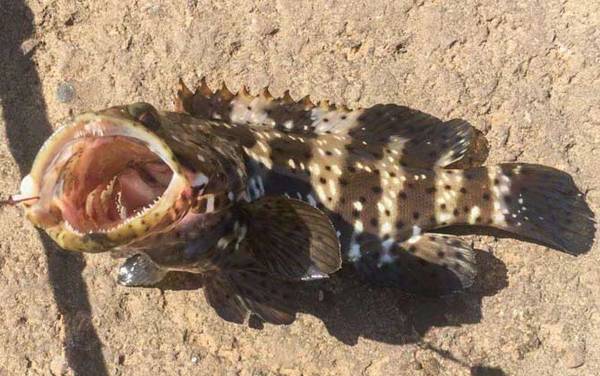 石斑鱼_生活习性_钓法技巧_用什么饵料