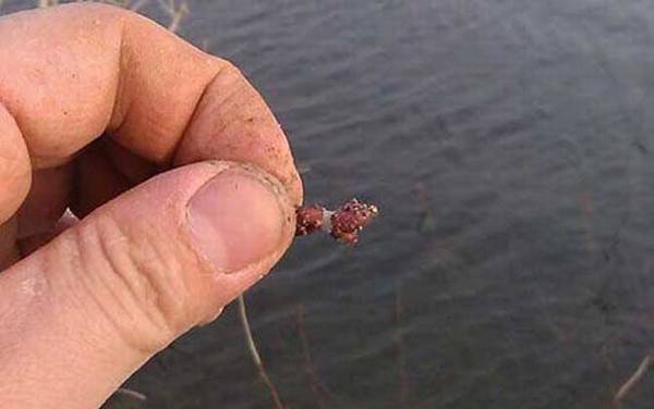 蚯蚓_正确挂钩方法_怎样用上鱼快_为什么钓不到大鱼