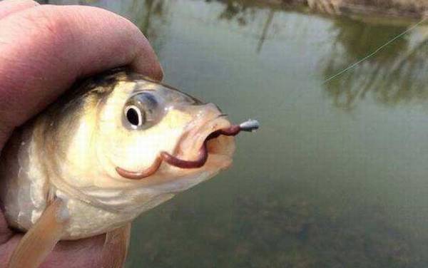 蚯蚓_正确挂钩方法_怎样用上鱼快_为什么钓不到大鱼