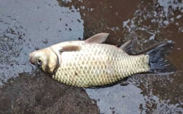 鲫鱼_野钓技巧_饵料配方_用几号钩几号线