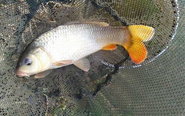 鲤鱼_怎么钓_用什么饵_经典饵料配方