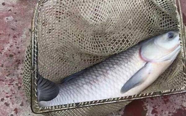 青鱼_怎么钓_饵料配方_钓法绝招