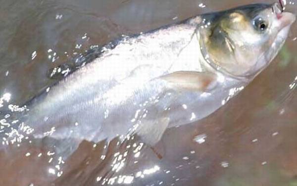 鲢鱼(白鲢)_怎么钓最好_饵料配方_正确钓法