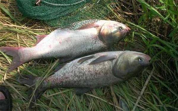 鳙鱼(花鲢)_怎么钓_饵料配方_钓法技巧