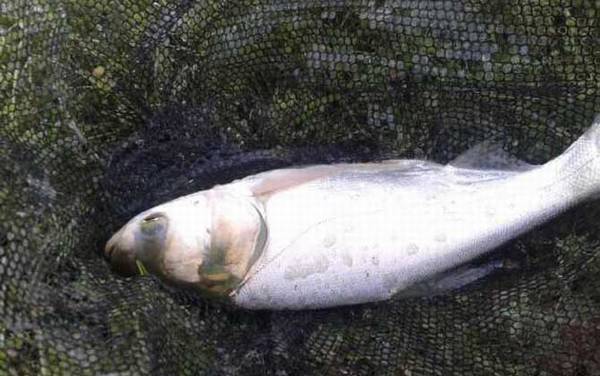 鲢鳙鱼_浮钓鲢鳙_饵料配方_钓法技巧